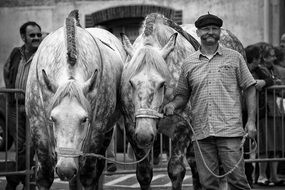 Horse Horses Horse Treats