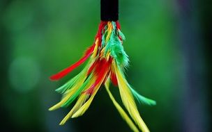 colorful bird feathers