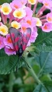 butterfly with transparent wings on a pink flower