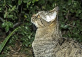 portrait of domestic cat looking up