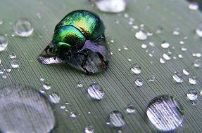 green insect on water drops close up