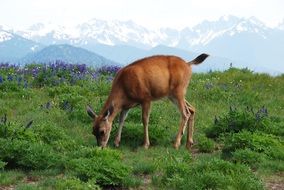 brown deer among the scenic nature of north america