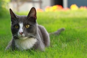 grey Cat in green grass portrait