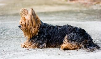 Yorkshire Terrier on an asphalt road