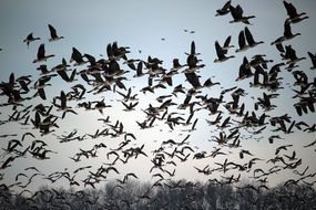 migrating flock of wild geese