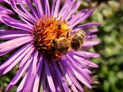 bee collects pollen on a purple flower