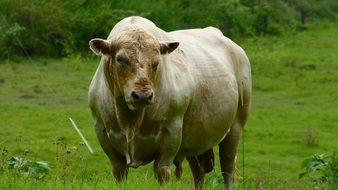 bull in a green meadow