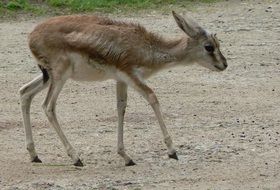 gazelle baby in wildlife