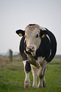 Cute cow on the grass