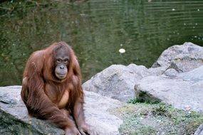orangutan on large stones