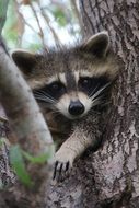 Cute Baby Raccoon on tree