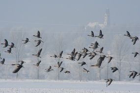 Wild Geese Fly