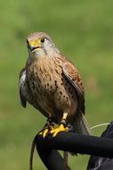 perched bird of prey