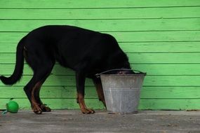 dog drinking water from a bucket