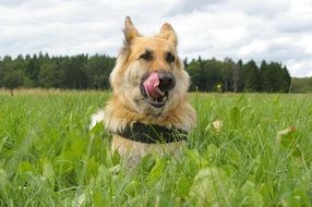 Cute German Shepherd sits in the grass
