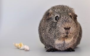 silver grey guinea pig with smooth hair