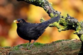 blackbird on a tree in the autumn forest