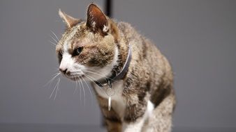 domestic cat with collar