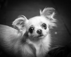 chihuahua portrait in black and white