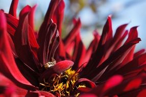 bee on a red flower in Poland