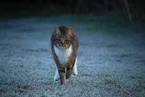 the cat runs in winter