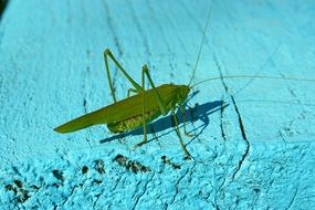 green grasshopper in wild nature