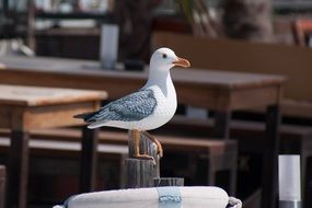 Seagull on the table in the cafe Outdoors