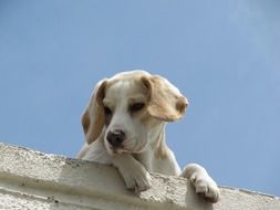 home puppy is watching from the roof