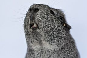 portrait of a guinea pig