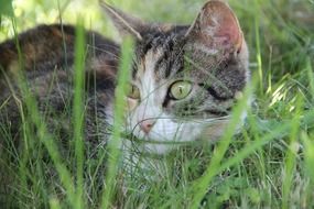 domestic cat hiding in grass