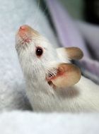 white mouse is a rodent
