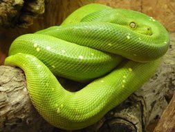 green snake in the terrarium