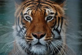 tiger face at water, digital art