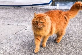 young Orange fluffy Cat walking straight