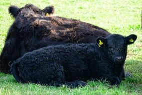 beautiful Galloway Beef