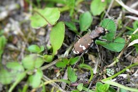 closeup of a camouflaged beetle