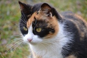 portrait of a lucky domestic cat