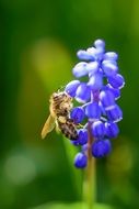 honeybee on purple bells