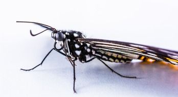 closeup of a butterfly on a white surface