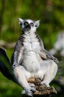 sitting funny lemur