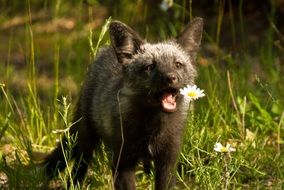 wild young predator on a meadow on a sunny day