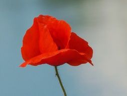 Red poppy flower on the meadow