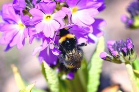 bee on a purple lilac