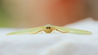 unmatched Moth Green Ring