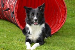 Border Collie on the grass