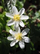 april buttercup
