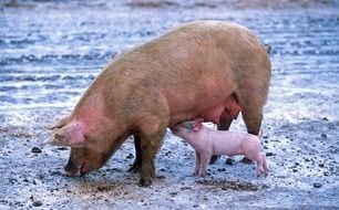 big sow with piglet on the farm