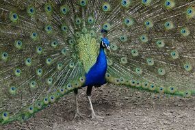 beautiful peacock