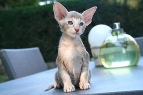 kitten with big ears is sitting on the table