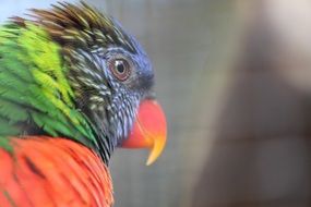 pretty Lori Bird